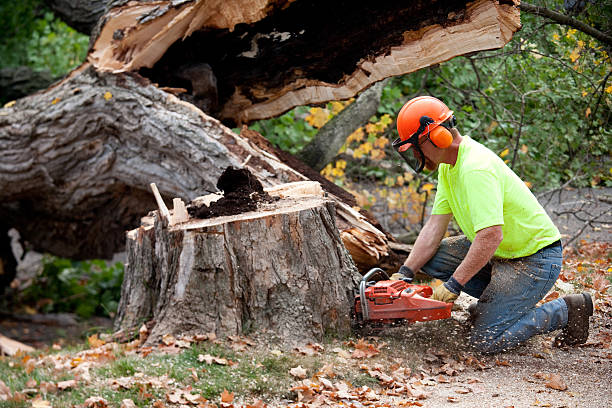 Best Tree Maintenance Programs  in Kennedale, TX